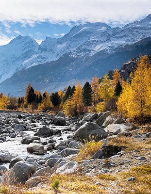 Lärchen-Arabinogalactan